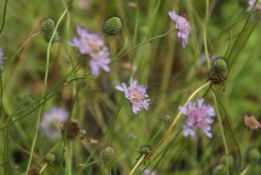 Scabiosa columbariaDuifkruid bestellen